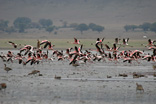 Ngorongoro