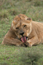 Ngorongoro