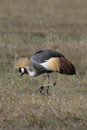 Ngorongoro