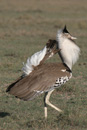 Ngorongoro